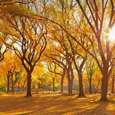 Hendra Gunawan avatar