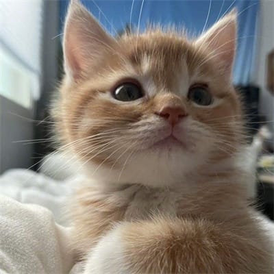 Taufik Hidayat avatar